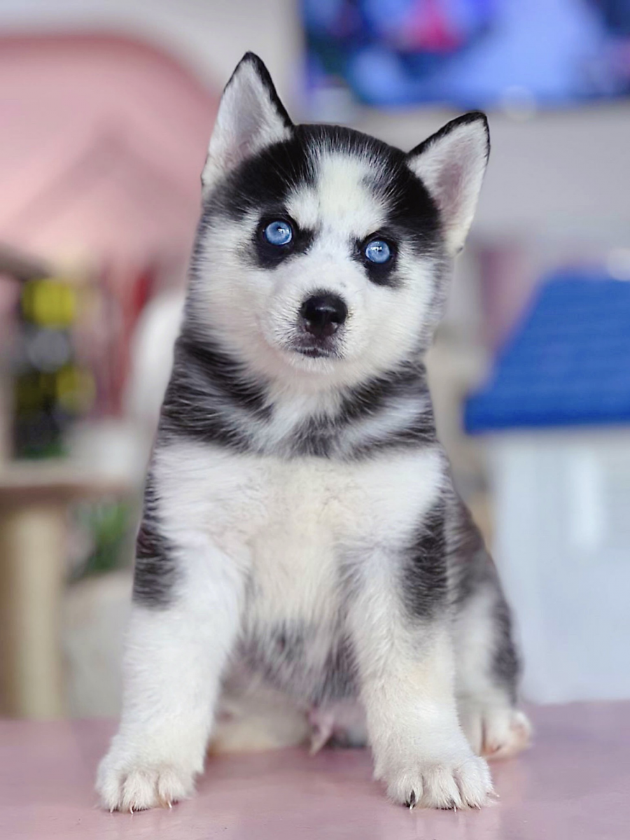 Hình ảnh chó Husky