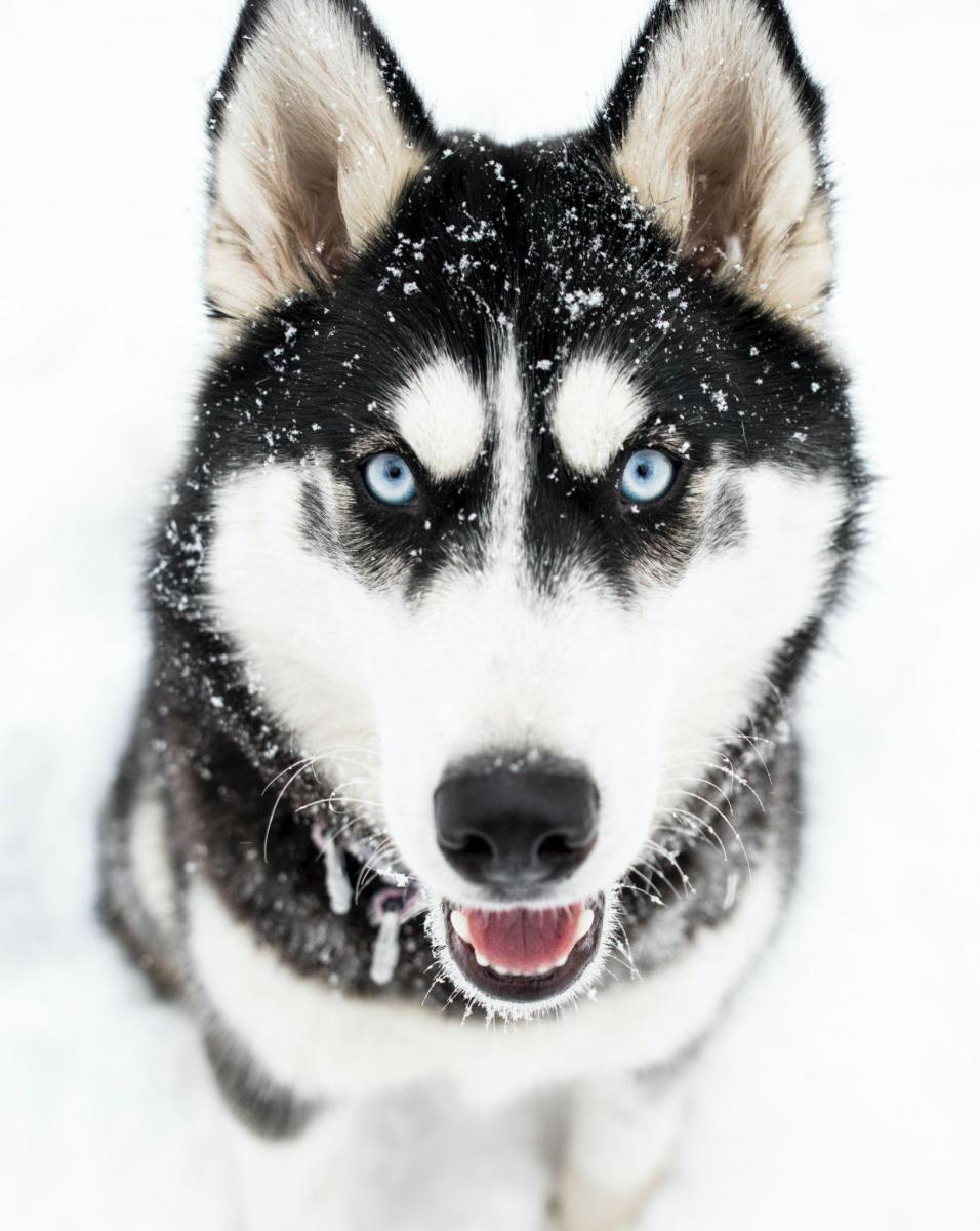 Hình ảnh chó Husky