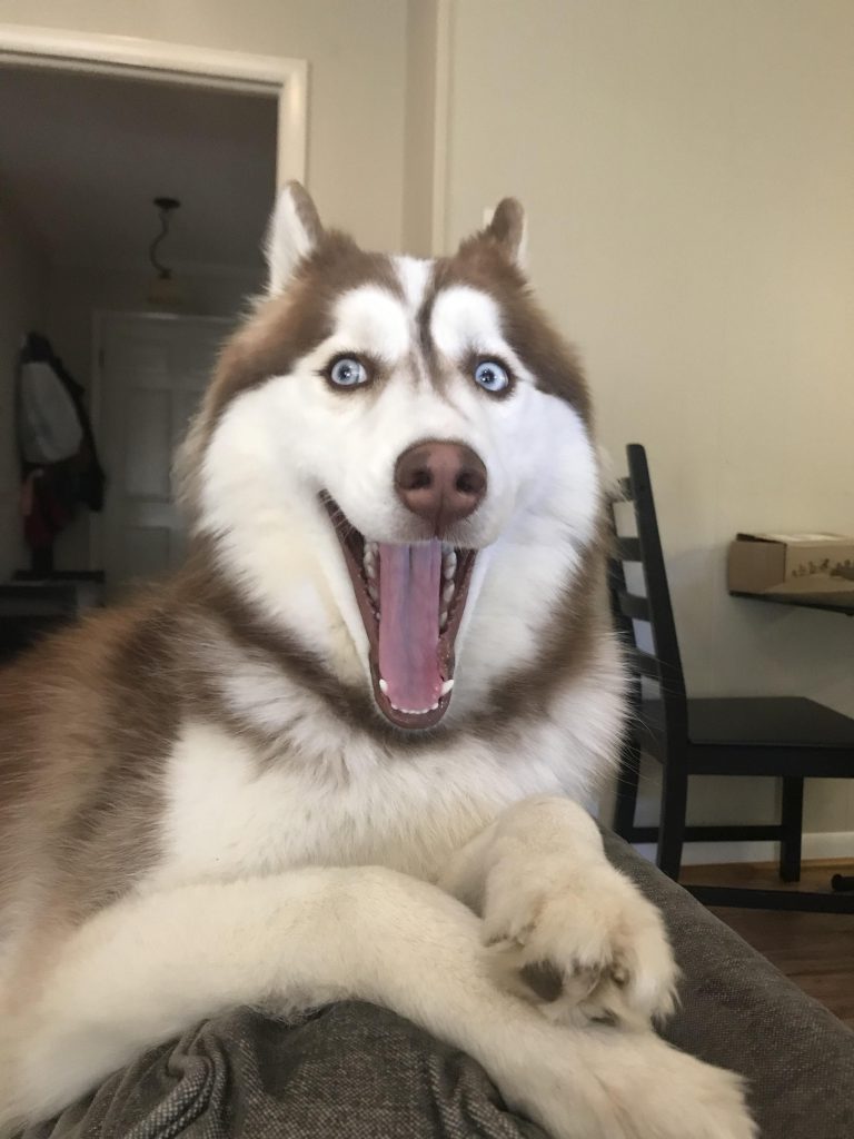 Hình ảnh chó Husky