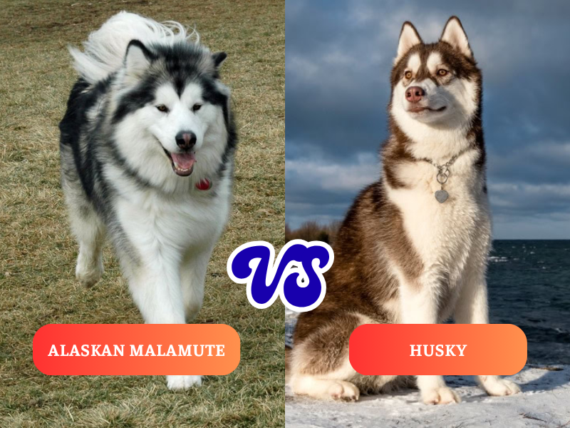 Nhận biết chó Alaska và Husky