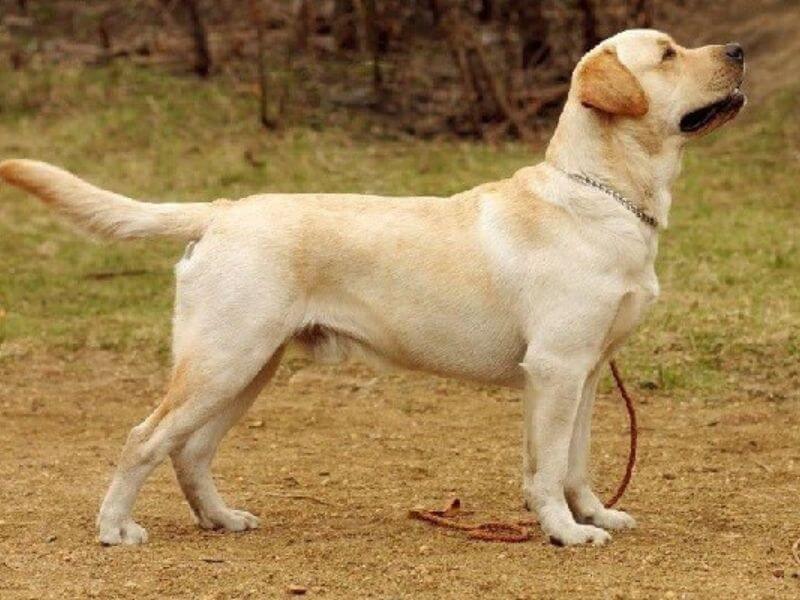 Giống chó Labrodor