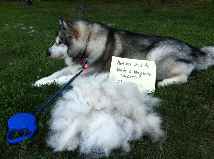 cho-laska-long-rung-nhieu