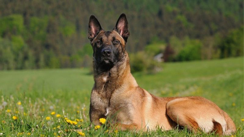 Chó Becgie Malinois