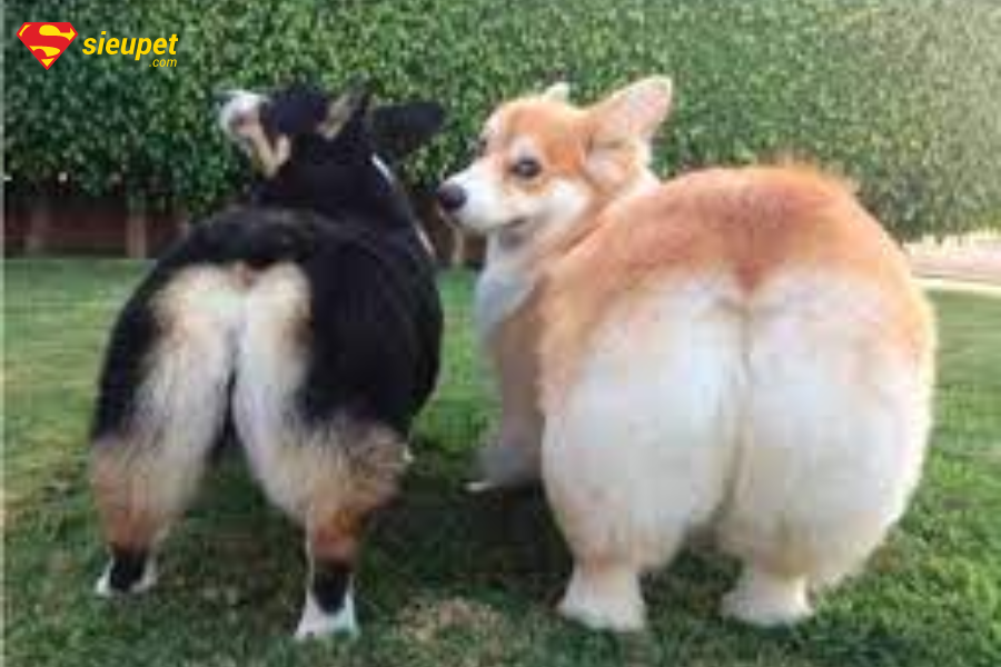 chó mông trái tim