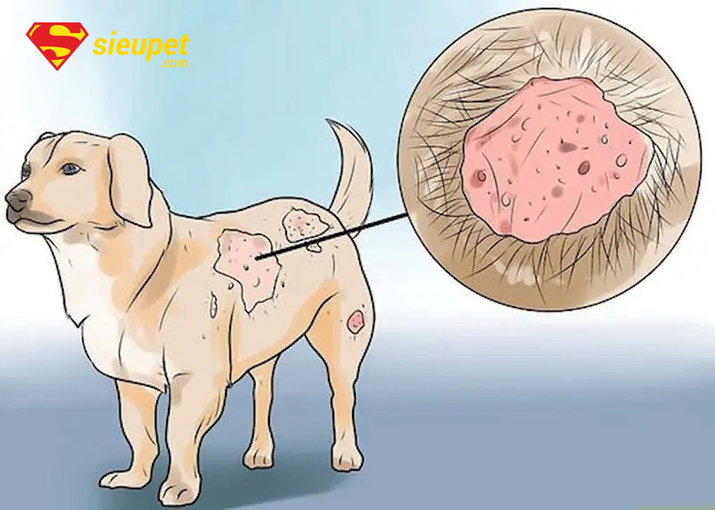chó phú quốc bị ghẻ đang được chăm sóc phục hồi