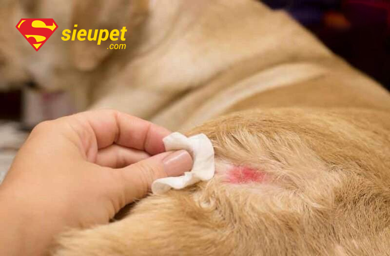 chủ đang vui đùa với chó phú quốc khỏe mạnh đã được phòng bệnh ghẻ