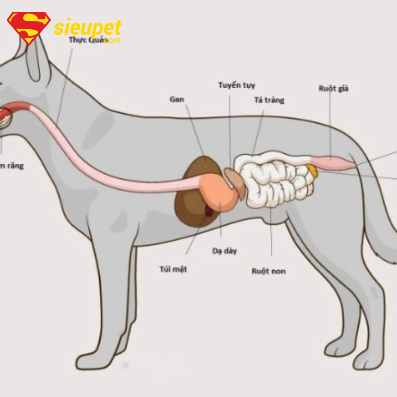 Chó Phú Quốc bị tiêu chảy do hệ tiêu hóa nhạy cảm