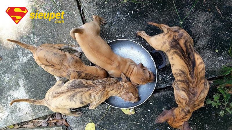 Chăm sóc dinh dưỡng cho chó Phú Quốc bị tiêu chảy