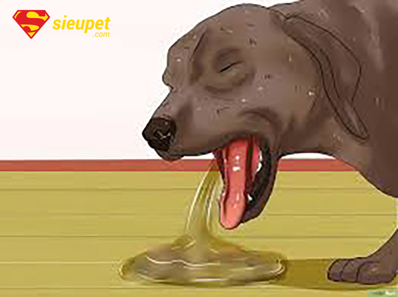 Dấu hiệu nhận biết chó Phú Quốc bỏ ăn mệt mỏi