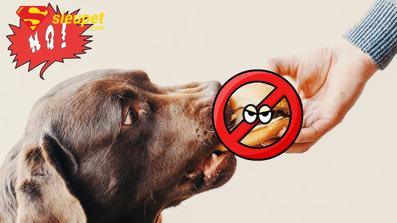 Lưu ý khi xây dựng chế độ ăn để chó Phú Quốc không bỏ ăn