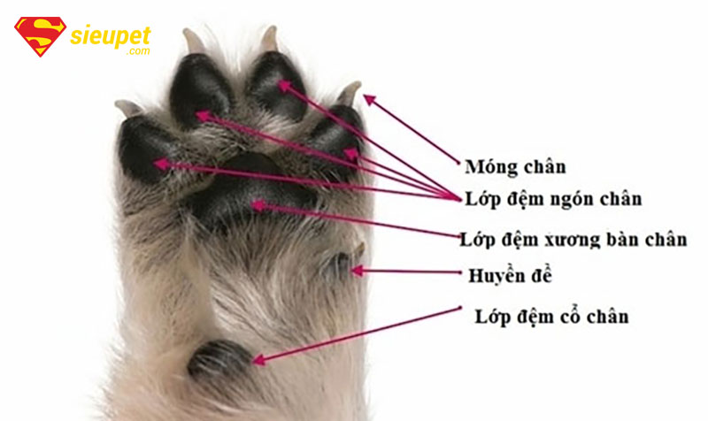 Cận cảnh huyền đề ở chân chó phú quốc