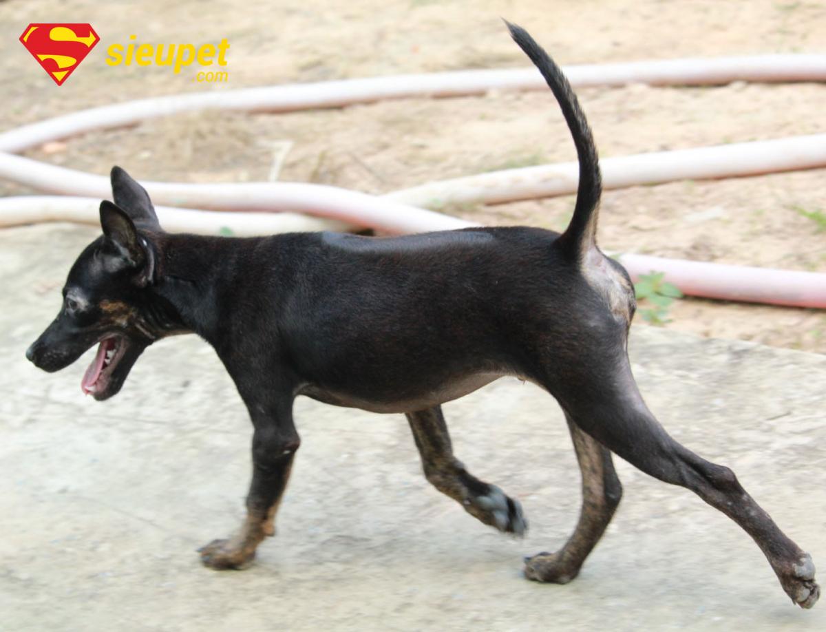 Giải đáp câu hỏi về chó phú quốc có huyền đề không