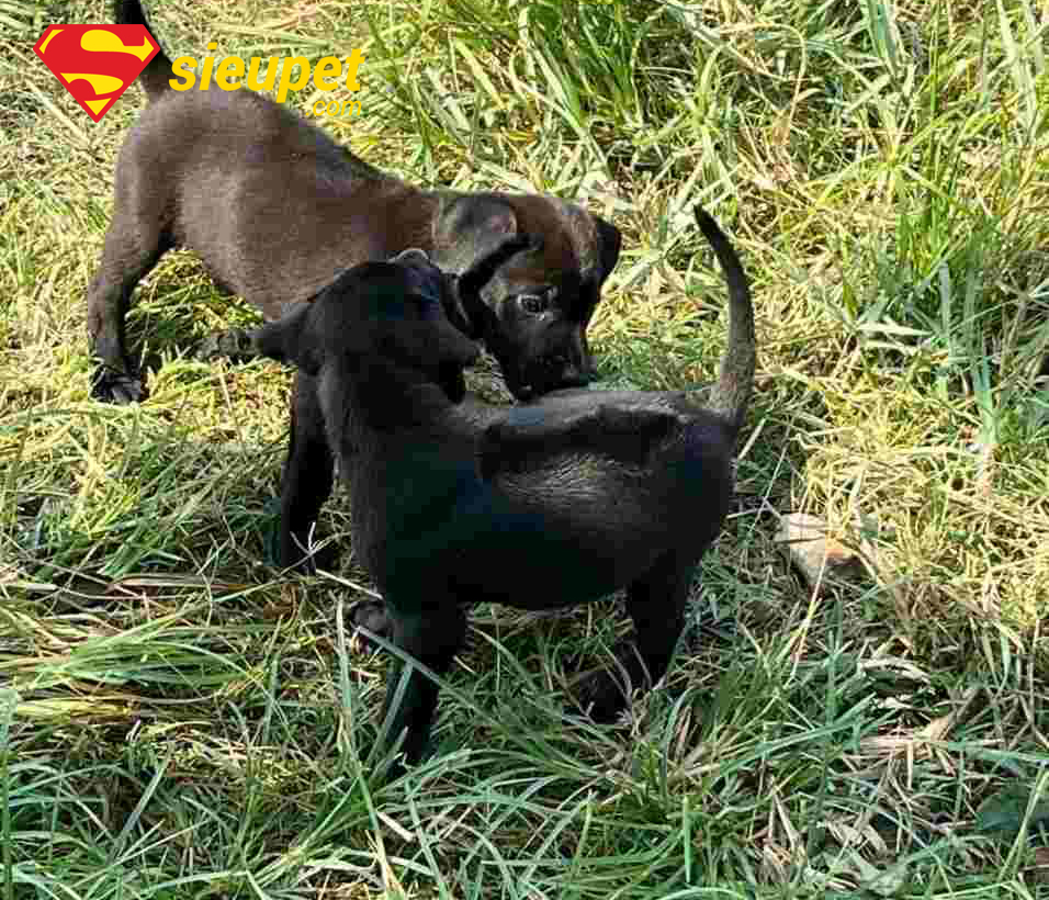 Chó Phú Quốc con tai cụp do yếu tố di truyền hoặc chăm sóc