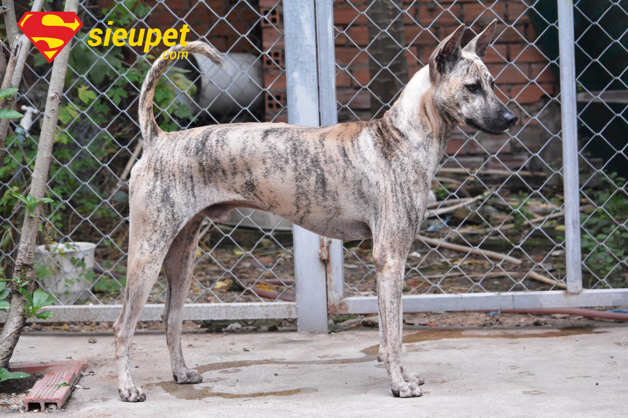 Chó Phú Quốc có tai cụp không? Sự thật bất ngờ về đôi tai “Quốc Khuyển”