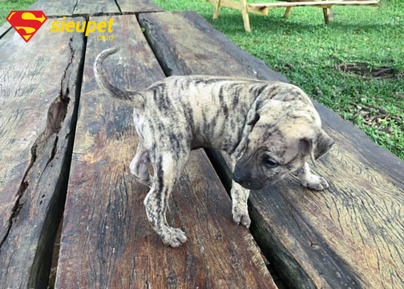 Chó phú quốc con không có xoáy với dải lông đặc trưng