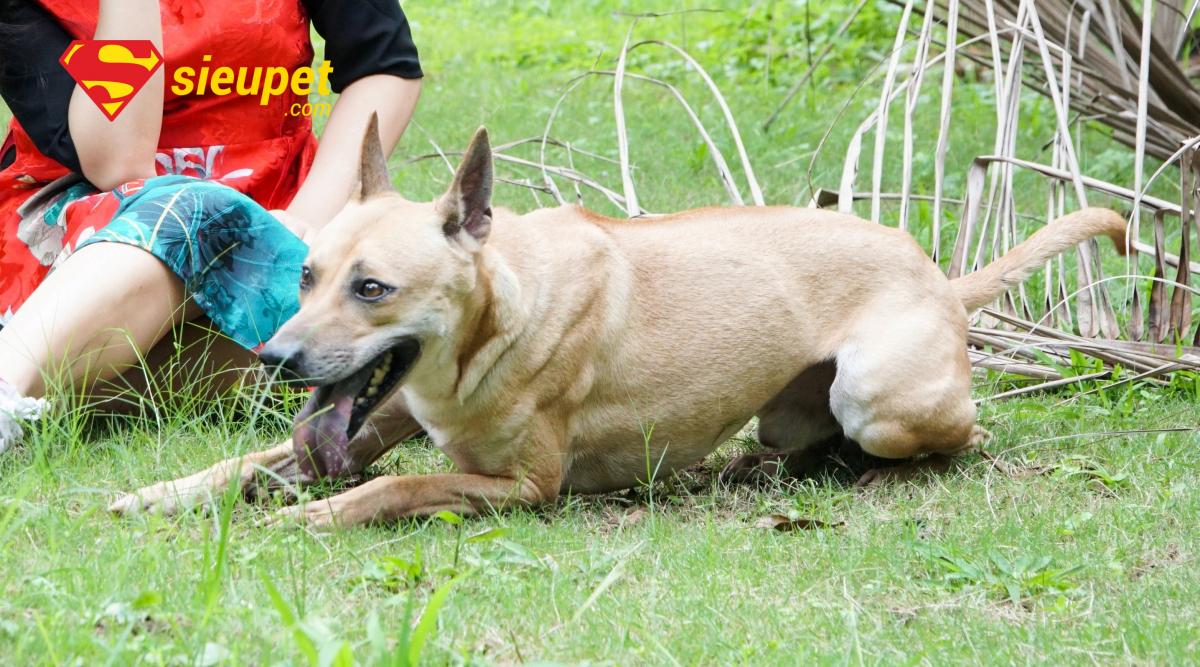 Chú chó Phú Quốc đẹp nổi tiếng