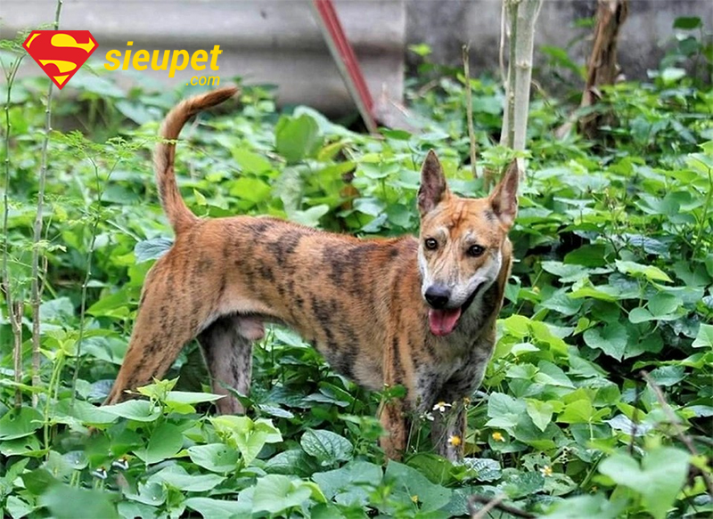 Câu hỏi thường gặp về Chó Phú Quốc Đẹp