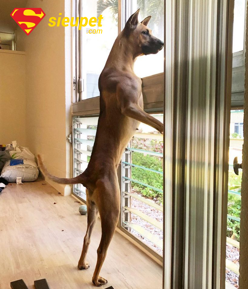 Tổng quan về chó Phú Quốc giữ nhà tốt không