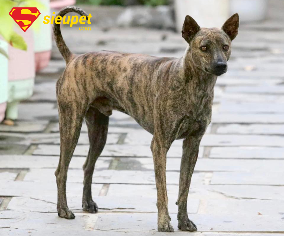 Khả năng giữ nhà của chó Phú Quốc