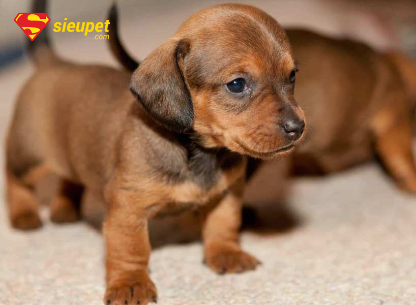 Yếu tố ảnh hưởng chó Phú Quốc lai giá bao nhiêu