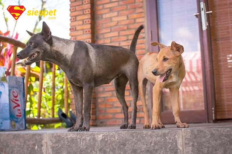 Bảng giá chó Phú Quốc lai chi tiết