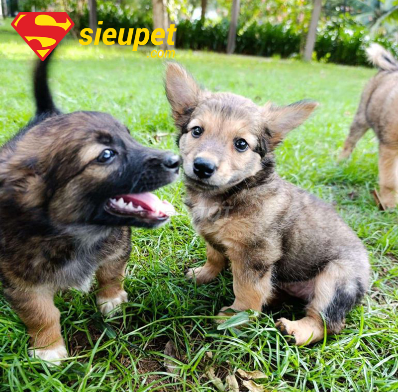So sánh giá chó Phú Quốc lai và thuần chủng