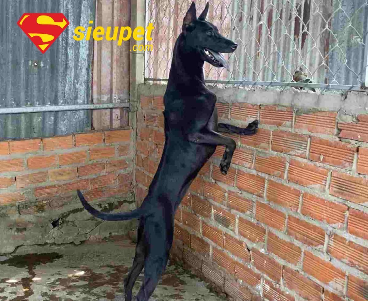 Ưu điểm của Chó Phú Quốc Lưỡi Đen