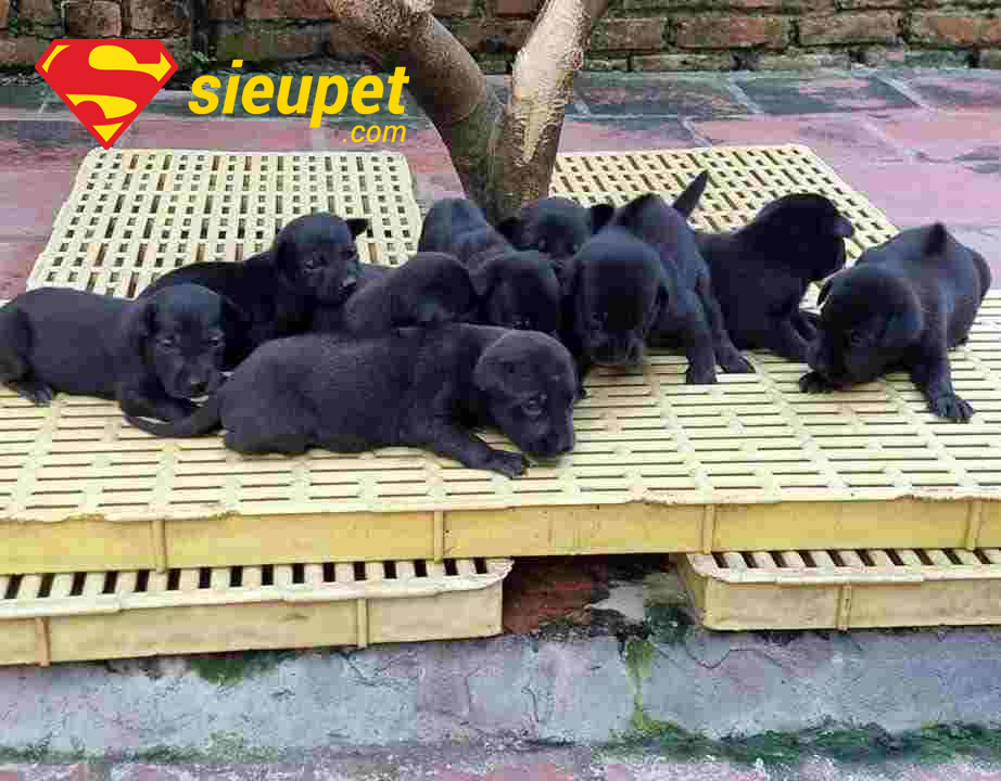 Chó Phú Quốc 3 tháng tuổi đang trong giai đoạn dựng tai