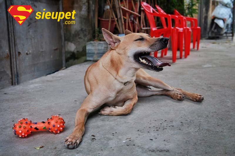 Vẻ đẹp của chó Phú Quốc với đôi tai dựng chuẩn