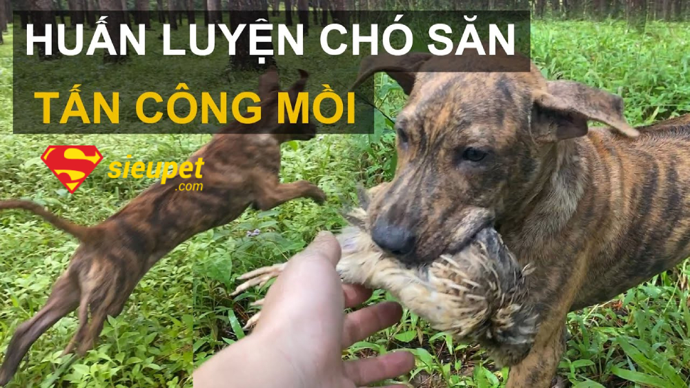 huấn luyện chó phú quốc săn heo rừng