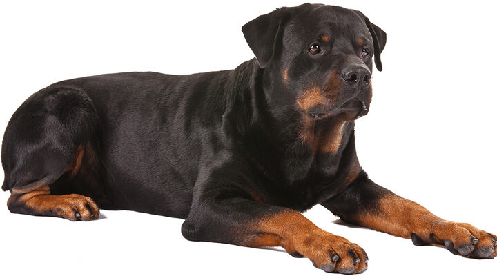 Chó Rottweiler
