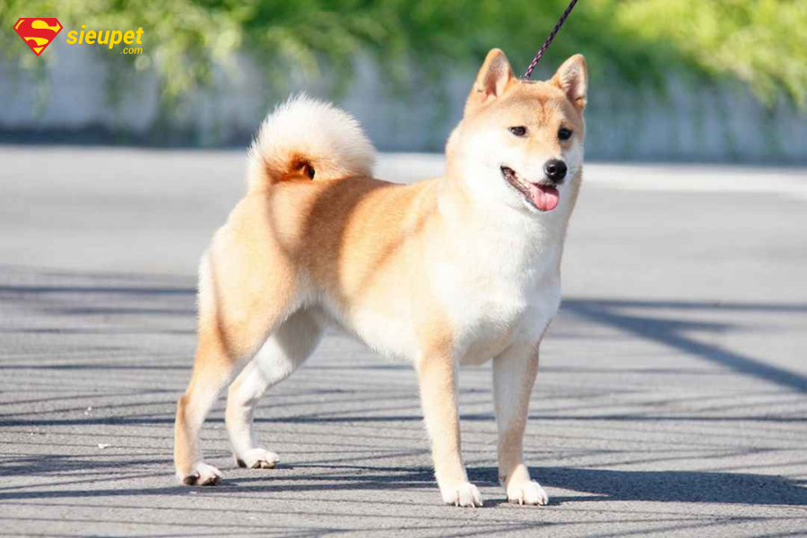 Shiba cười có giá bao nhiêu? 