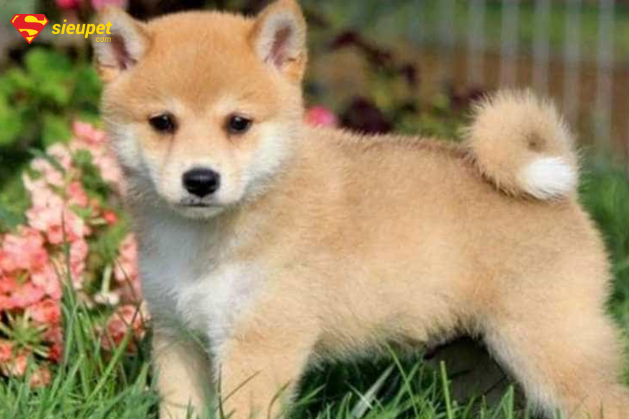 Cách nuôi và chăm sóc cho chó Shiba cười!