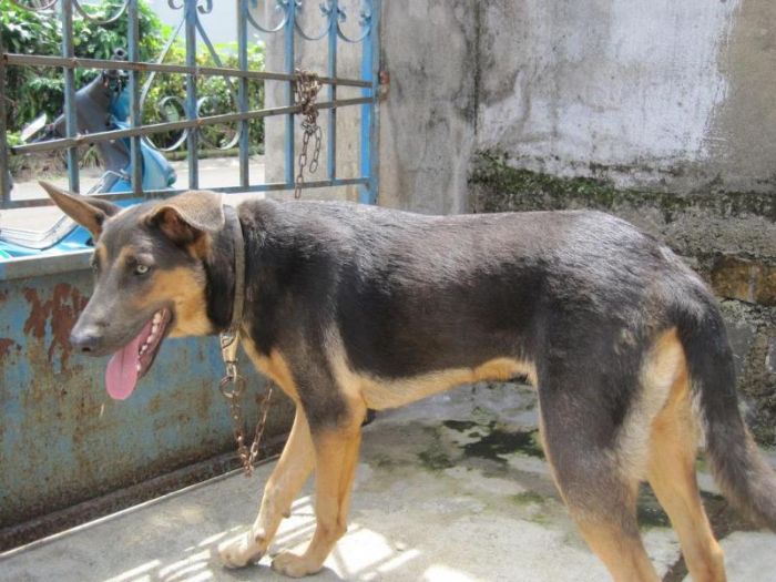 Chó Becgie lai chó ta