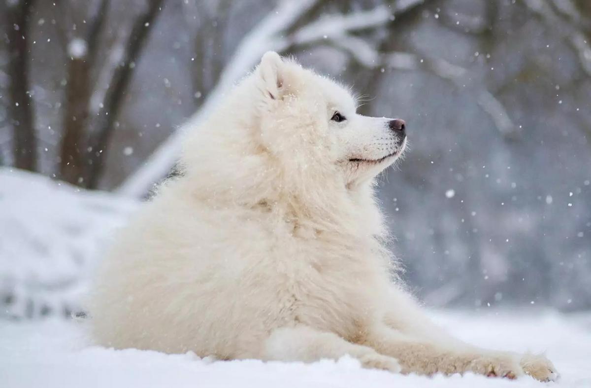 Chó alaska tuyết trắng