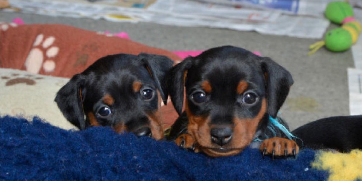 Giống chó Becgie Đức