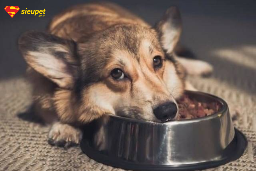 chó bỏ ăn mệt mỏi