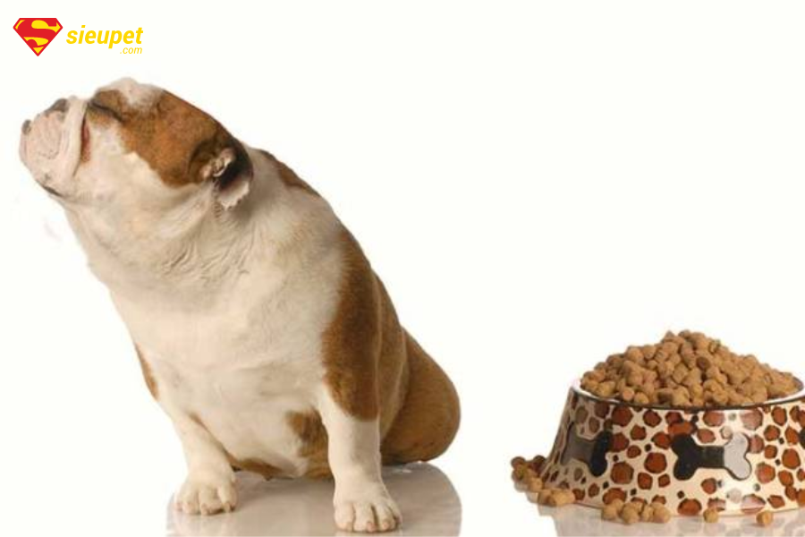 chó bị rối loạn tiêu hóa