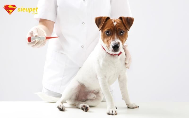 chữa trị khi chó bị ho