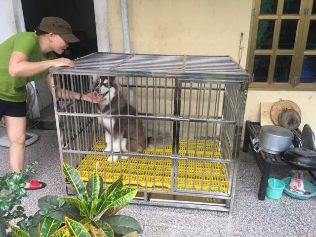 Chuồng chó Alaska