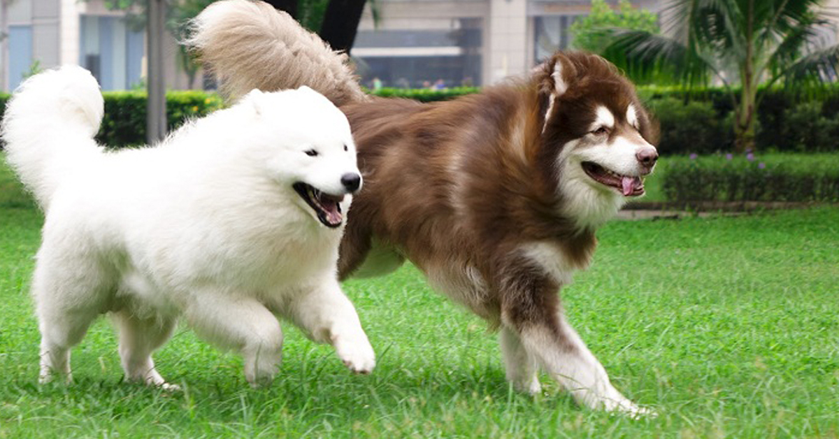 chuồng cho chó alaska