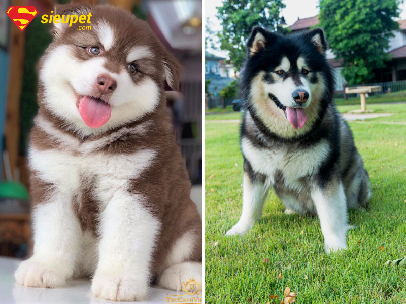 Nuôi Alaska có tốn không