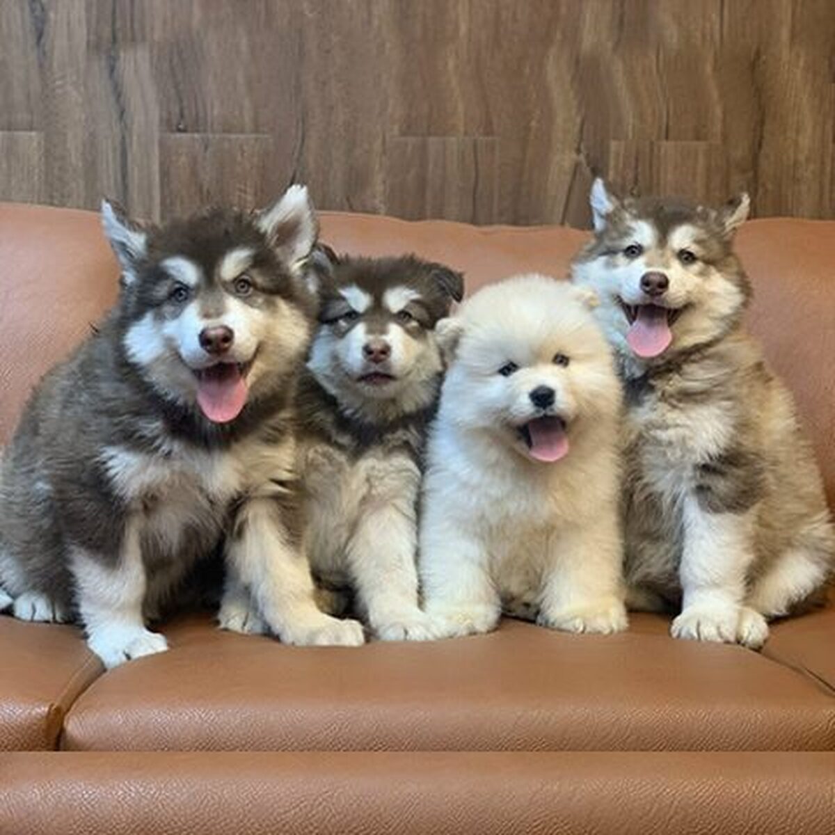 Đàn chó alaska con siêu đẹp