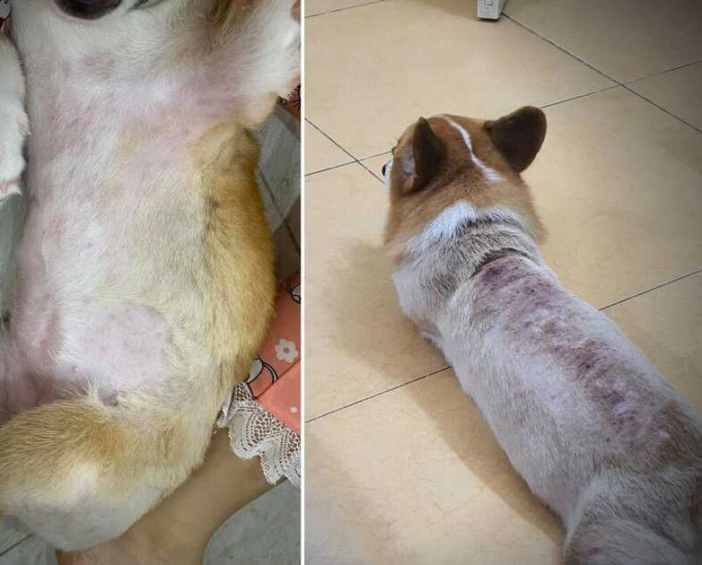 Da của chó Corgi đỏ lên vì bị viêm da