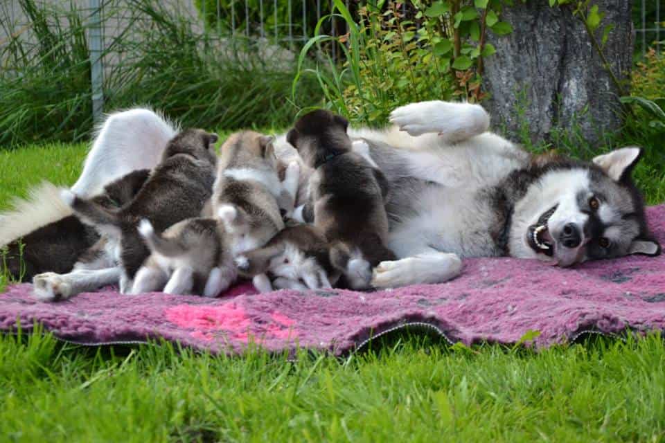 Các giai đoạn phát triển của chó Alaska