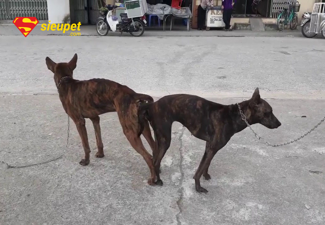 Giải đáp các câu hỏi thường gặp về địa chỉ phối giống chó Phú Quốc