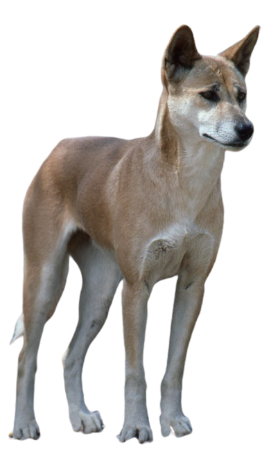 Dingo Đông Dương
