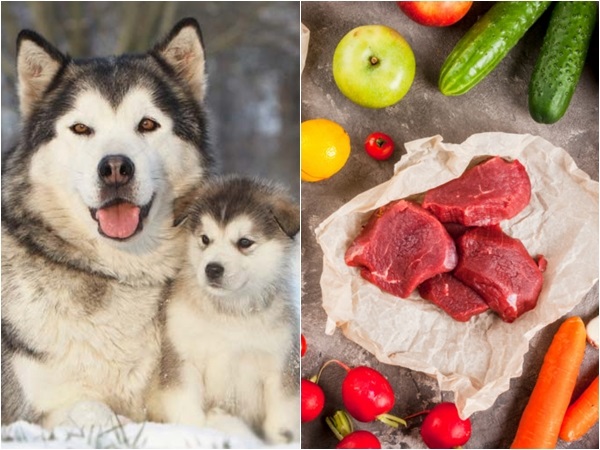 Chó Alaska ăn gì?