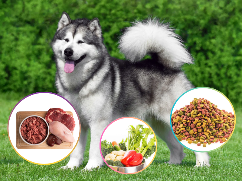 Các nhóm thức ăn cho chó Alaska