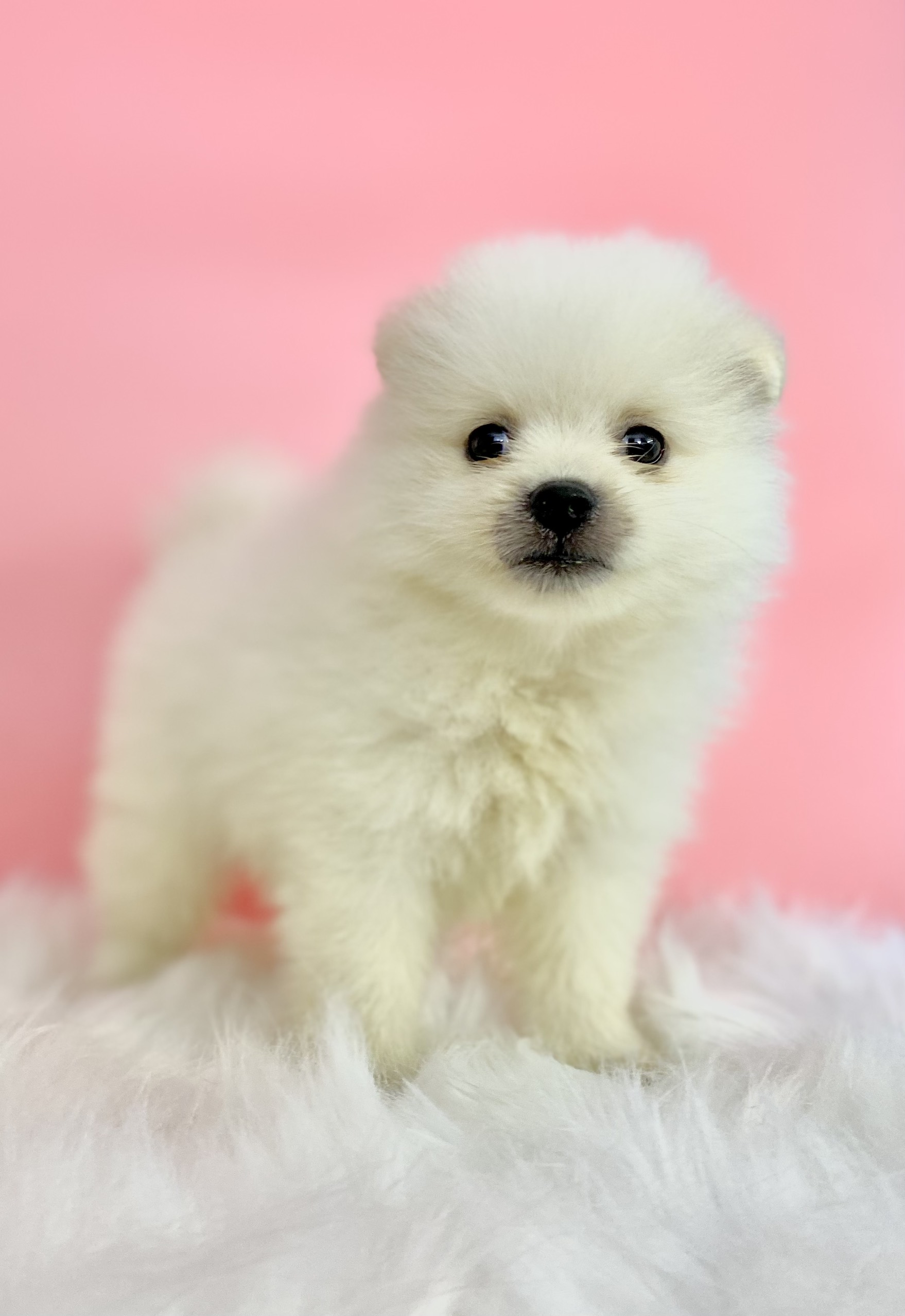 Pomerania mini mặt gấu lông xù trắng tinh 